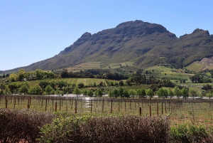 テーブルマウンテンとコンスタンシア ワイン エステートのプライベート コンボ ツアー