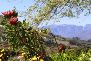 テーブルマウンテンとコンスタンシア ワイン エステートのプライベート コンボ ツアー