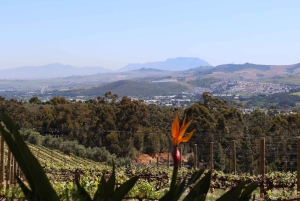 テーブルマウンテンとコンスタンシア ワイン エステートのプライベート コンボ ツアー