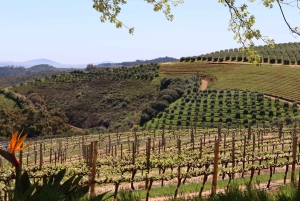 テーブルマウンテンとコンスタンシア ワイン エステートのプライベート コンボ ツアー