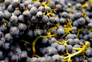 テーブルマウンテンとコンスタンシア ワイン エステートのプライベート コンボ ツアー