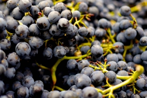 Table Mountain & Constantia Wine Estate Private Combo Tour