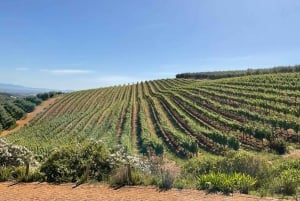 Visite d'une jounée de la Montagne de la Table et dégustation de vins de Constantia