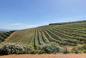 Tour di un giorno della Table Mountain e della degustazione del vino di Constantia