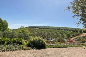 Taffelberget og vinsmaking i Constantia - heldagstur