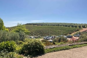Taffelberget og vinsmaking i Constantia - heldagstur