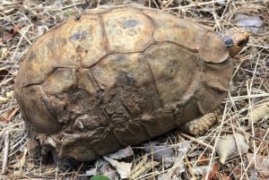 Wandeling op de Tafelberg met lokale gids