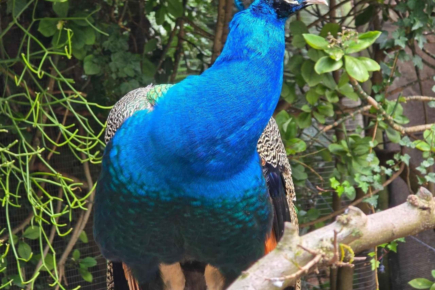 Table Mountain Kirstenbosch World of Birds & Diamond Factory