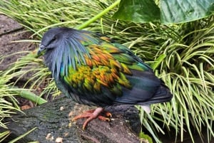 Góra Stołowa Kirstenbosch Świat Ptaków i Fabryka Diamentów