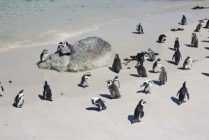Table Mountain, Penguins & Cape of Good Hope Private Tour