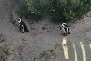 Ciudad del Cabo: Excursión a la Montaña de la Mesa, los Pingüinos y el Cabo de Buena Esperanza