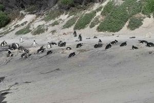 Ciudad del Cabo: Excursión a la Montaña de la Mesa, los Pingüinos y el Cabo de Buena Esperanza