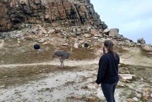 Ciudad del Cabo: Excursión a la Montaña de la Mesa, los Pingüinos y el Cabo de Buena Esperanza