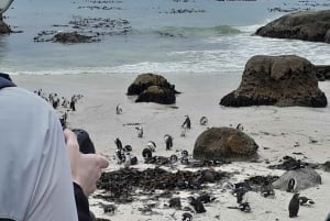 Ciudad del Cabo: Excursión a la Montaña de la Mesa, los Pingüinos y el Cabo de Buena Esperanza