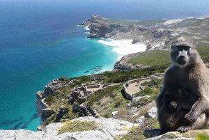 Journée consacrée aux pingouins de la montagne de la Table et à la pointe du Cap au départ du Cap