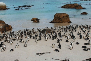 Excursão de um dia aos pinguins da Table Mountain e Cape Point saindo da Cidade do Cabo