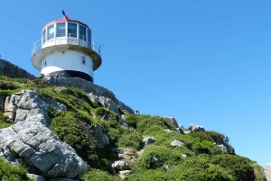Table Mountain Penguins & Cape Point Day Tour from Cape Town