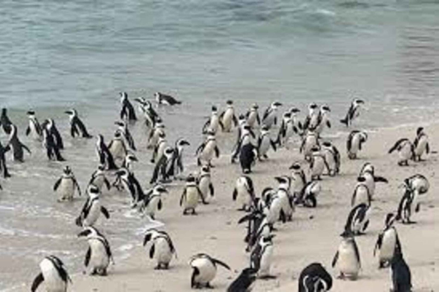 Taffelberget, pingviner, Cape Point Heldags gruppeturer