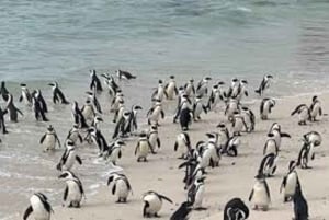 テーブル マウンテン、ペンギン、ケープ ポイントの 1 日グループ ツアー
