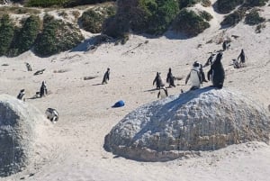 テーブル マウンテン、ペンギン、ケープ ポイントの 1 日グループ ツアー