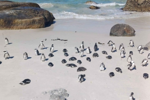 テーブル マウンテン、ペンギン、ケープ ポイントの 1 日グループ ツアー