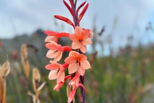 Table Mountain: Skeleton Gorge Hike