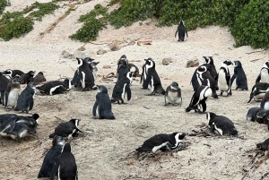 Table Moutain & Cape Peninsula: Full-day Tour