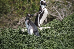 Table Moutain & Cape Peninsula: Full-day Tour