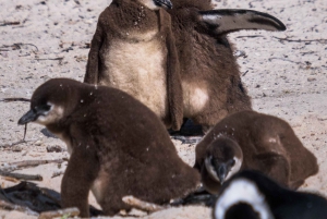 Table Moutain & Cape Peninsula: Full-day Tour