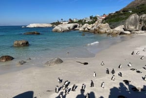 La experiencia definitiva en el Cabo de Buena Esperanza