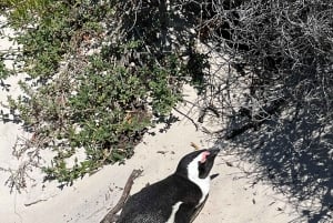La experiencia definitiva en el Cabo de Buena Esperanza