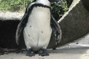Retket Kapkaupungista: Pingviinit ja Hyvän toivon niemimaan retket