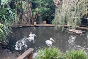 Two Oceans Aquarium World Birds och vinprovning