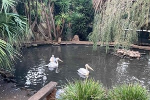 Two Oceans Aquarium World Birds and Wine Tasting Tour
