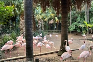 Two Oceans Aquarium World Birds and Wine Tasting Tour