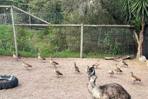 Two Oceans Aquarium World Birds & Wine Tasting Wycieczka prywatna