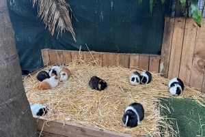 Two Oceans Aquarium World Birds & Wine Tasting Wycieczka prywatna