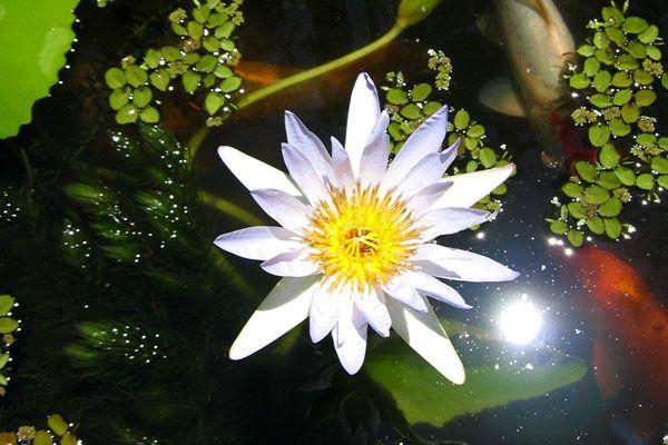 University of Stellenbosch Botanical Gardens