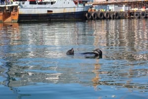 Набережная Виктории и Альберта: круиз Seal & Harbour