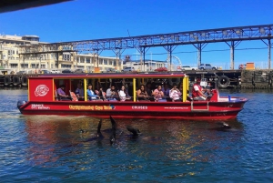 V&A Waterfront: Seal & Harbour Cruise