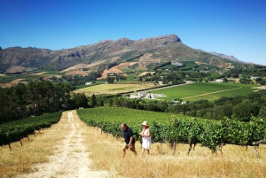 West-Kaap: wijnproeverij en keldertour met gids