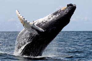 Tour di un giorno sulla rotta delle balene
