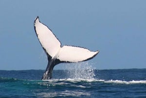 Całodniowa wycieczka szlakiem wielorybów