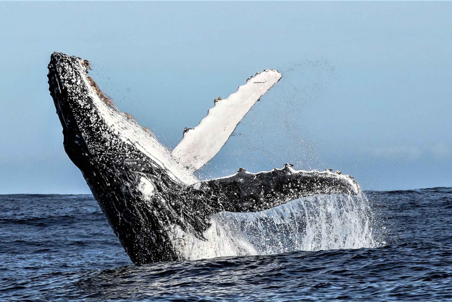 Whale Watching Boat trip in Hermanus - All inclusive