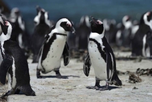 Where Two Oceans Meet - The Most Southern Tip of Africa; Tou