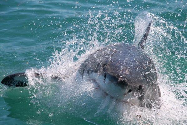 White Shark Projects