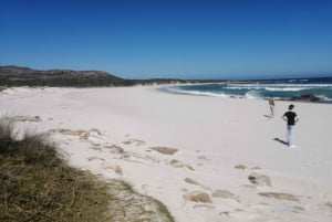 Heldagstur til Cape Point - 13 seværdigheder på én dag