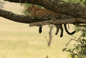Safari bland vilda djur