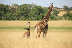 Safari bland vilda djur