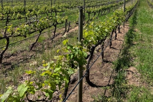 Tur med vinsmaking i FranschHoek, StellenBosch og Paarl